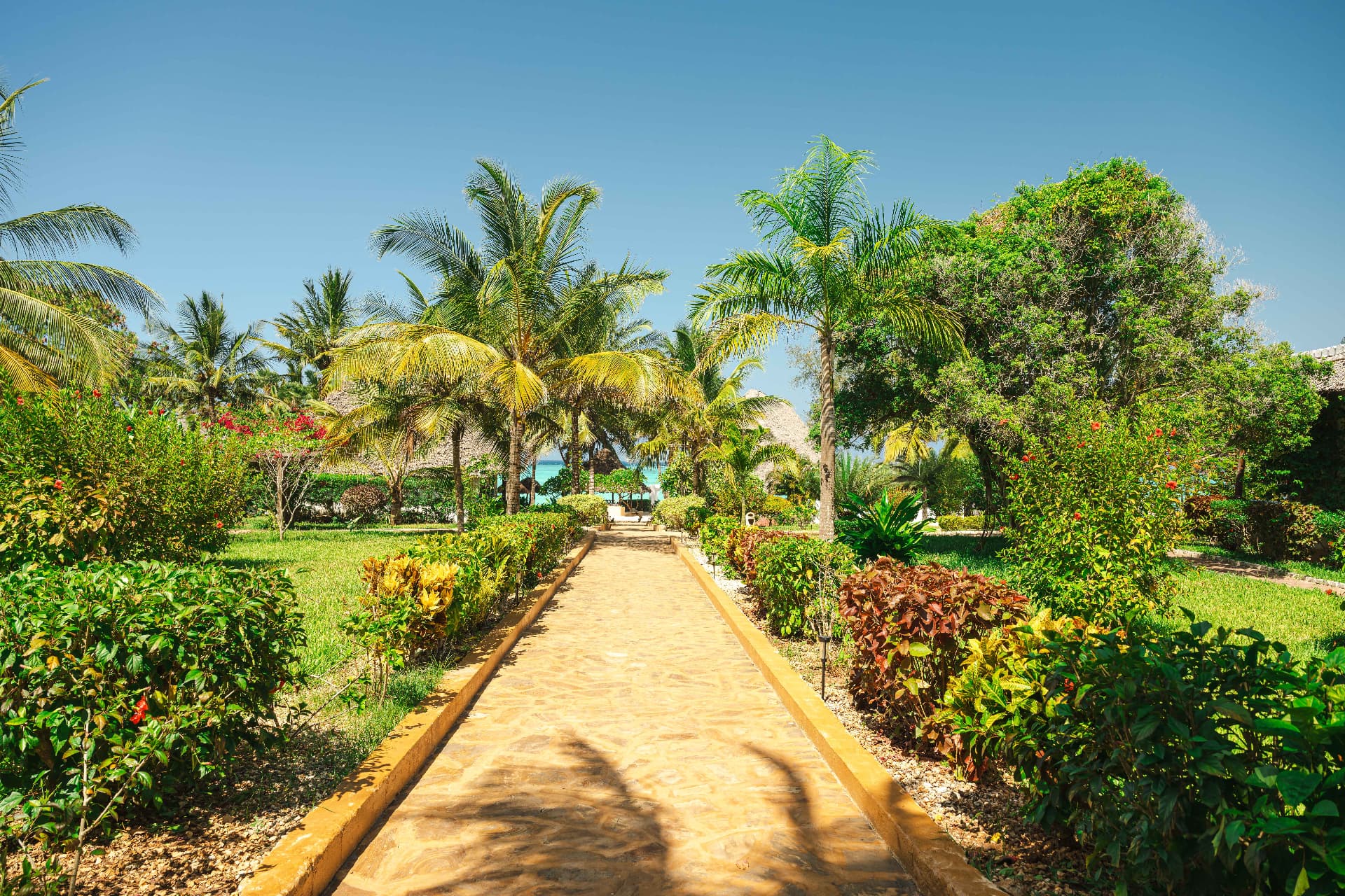 Garden walkway lined with palms